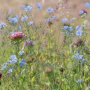 Haselwurz und Bingelkraut (c)Pixabay