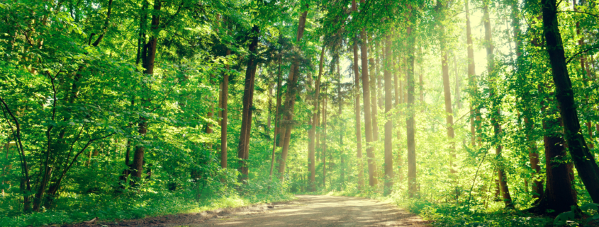 Waldbaden (c)Johanna Delor